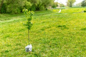 A person using a shovel to plant a young tree in a residential yard during spring.