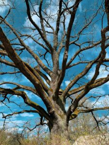 A person examining a mature tree’s trunk and branches in a residential neighborhood during spring.
