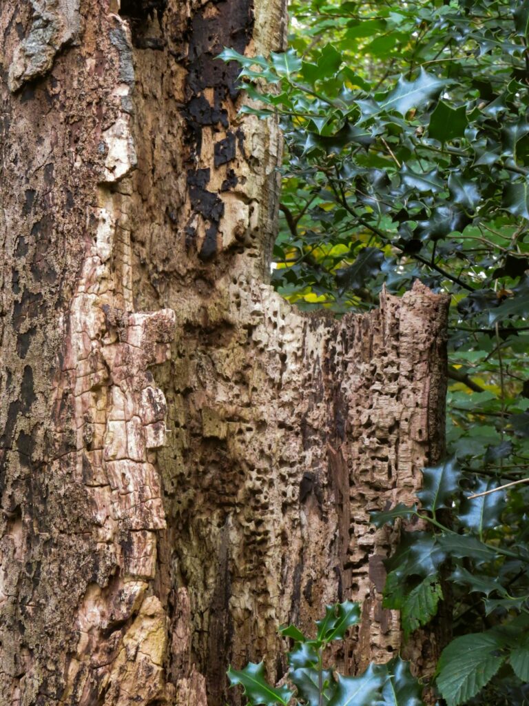 A person examining a large tree with visible trunk damage in a residential yard.