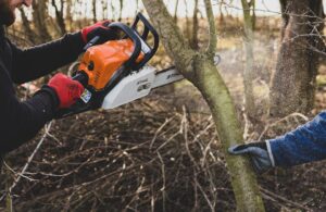 An arborist carefully trimming branches from a large shade tree in a residential backyard during early spring.
