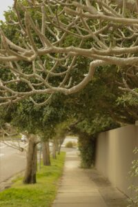 Tree roots lifting and cracking a sidewalk slab in a residential neighborhood.