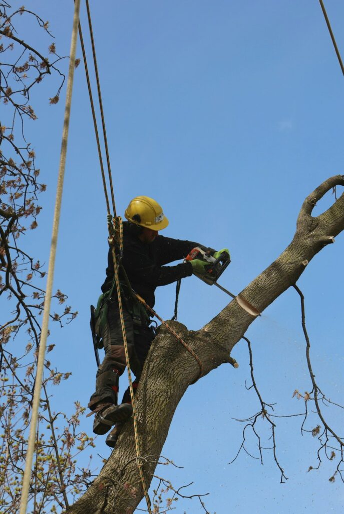 Arborist examining large cut branches on a mature tree beside a residential yard.