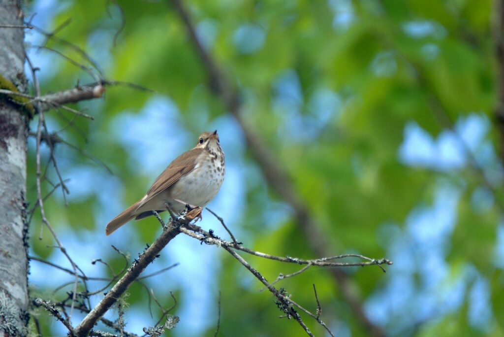 A residential yard with native oak, serviceberry, leaf litter, and birds using the branches.
