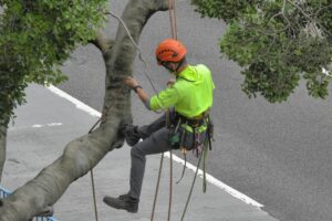 An arborist examines a large tree beside a wooded shoreline while reviewing a property plan.