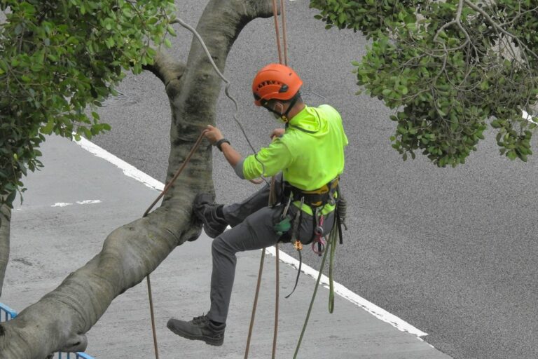 An arborist examines a large tree beside a wooded shoreline while reviewing a property plan.